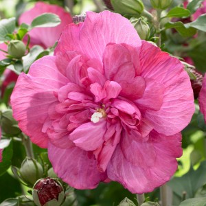 Гибискус сирийский Magenta Chiffon